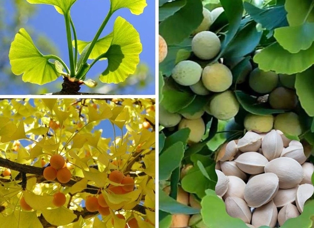 Loại cây cảnh được xem như báu vật trong nhà của những người sành chơi - 3