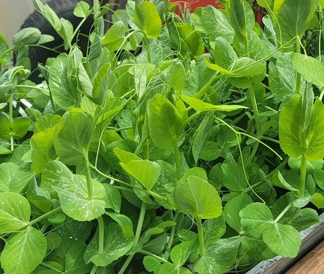 Loại cây tưởng trồng chỉ để lấy hạt hóa ra ngọn ăn rất ngon dưỡng gan thải độc gặp thì mua ngay kẻo phí - 1