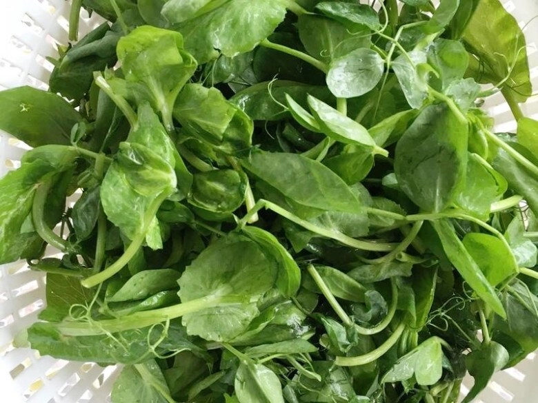 Loại cây tưởng trồng chỉ để lấy hạt hóa ra ngọn ăn rất ngon dưỡng gan thải độc gặp thì mua ngay kẻo phí - 2
