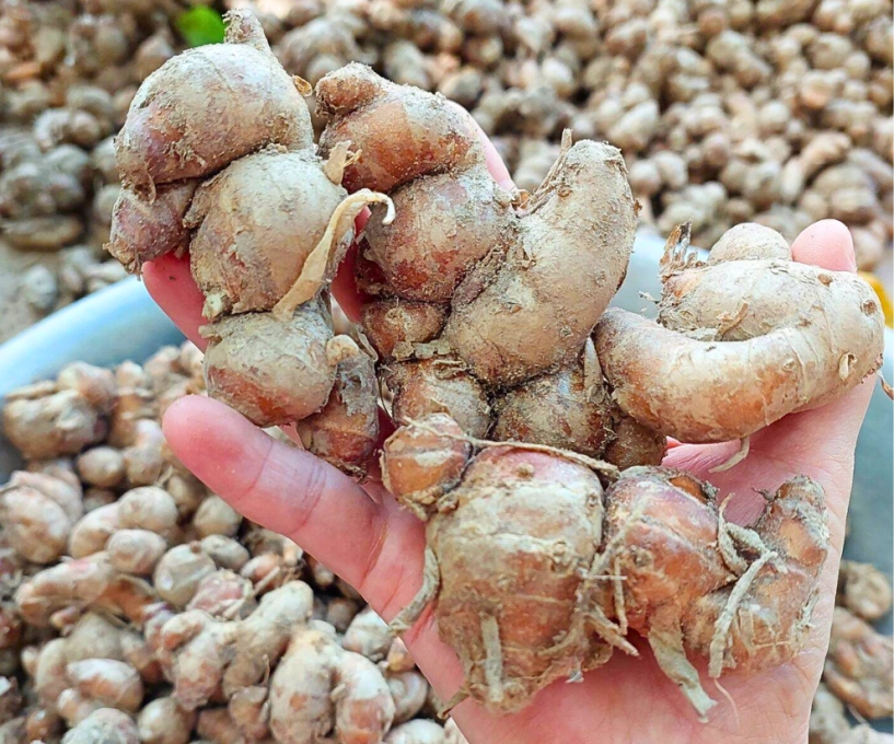 Loại củ đặc sản vùng cao tây bắc vẻ ngoài giống gừng nhưng chẳng phải là nguyên liệu quý trong đông y chế biến được nhiều món ngon - 1