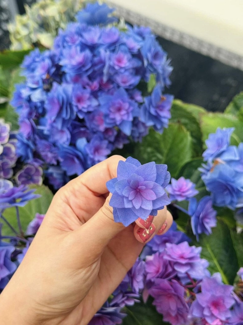 Loài hoa đặc biệt làm sao nữ giàu nhất miền bắc mê mẩn trồng khắp biệt thự hàng chục tỷ - 7