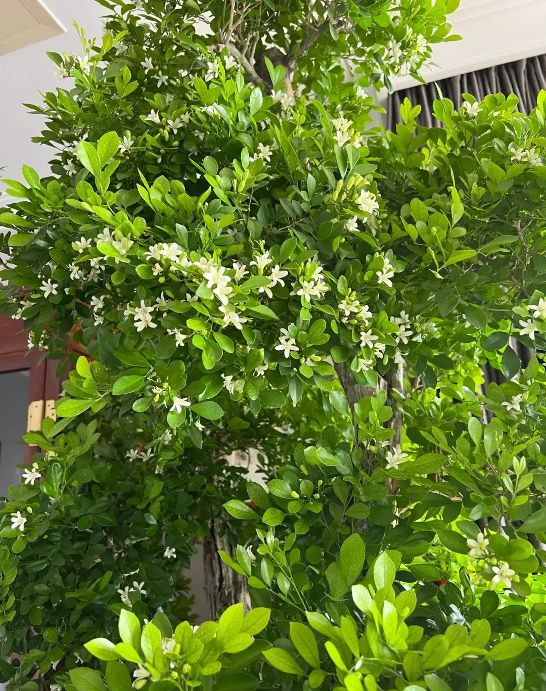 Loài hoa được ví đắt hơn vàng thơm gấp 10 lần mộc hương nở hoa suốt 7 tháng trong năm - 3