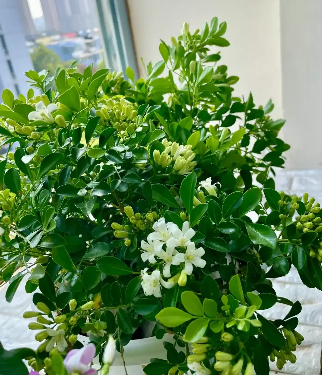 Loài hoa được ví đắt hơn vàng thơm gấp 10 lần mộc hương nở hoa suốt 7 tháng trong năm - 4