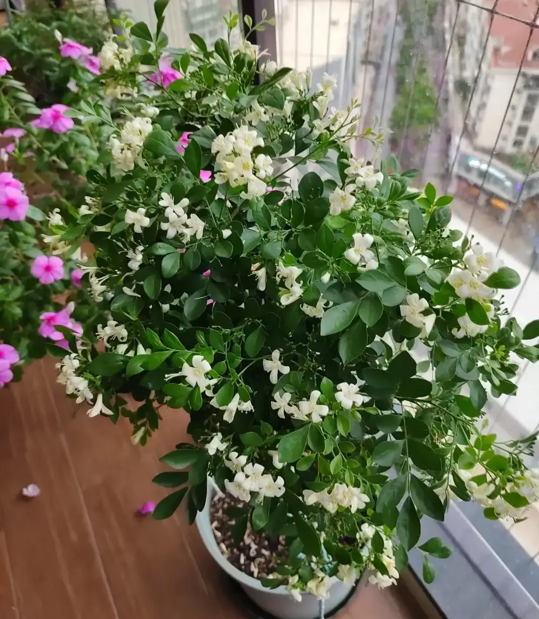 Loài hoa được ví đắt hơn vàng thơm gấp 10 lần mộc hương nở hoa suốt 7 tháng trong năm - 5