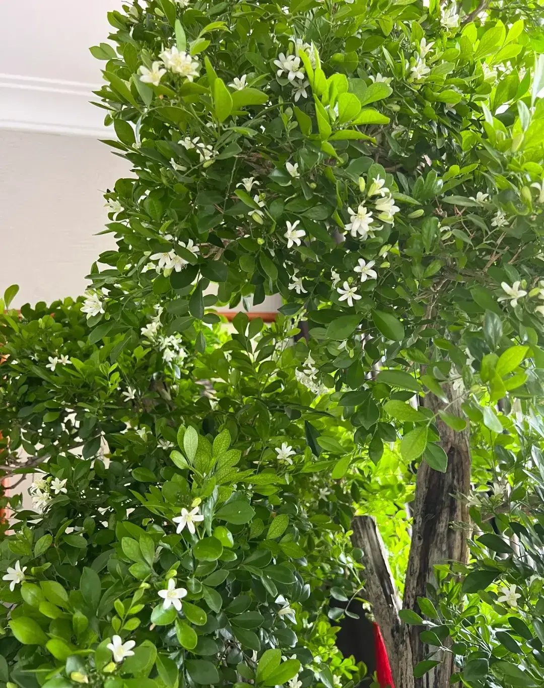 Loài hoa được ví đắt hơn vàng thơm gấp 10 lần mộc hương nở hoa suốt 7 tháng trong năm - 6