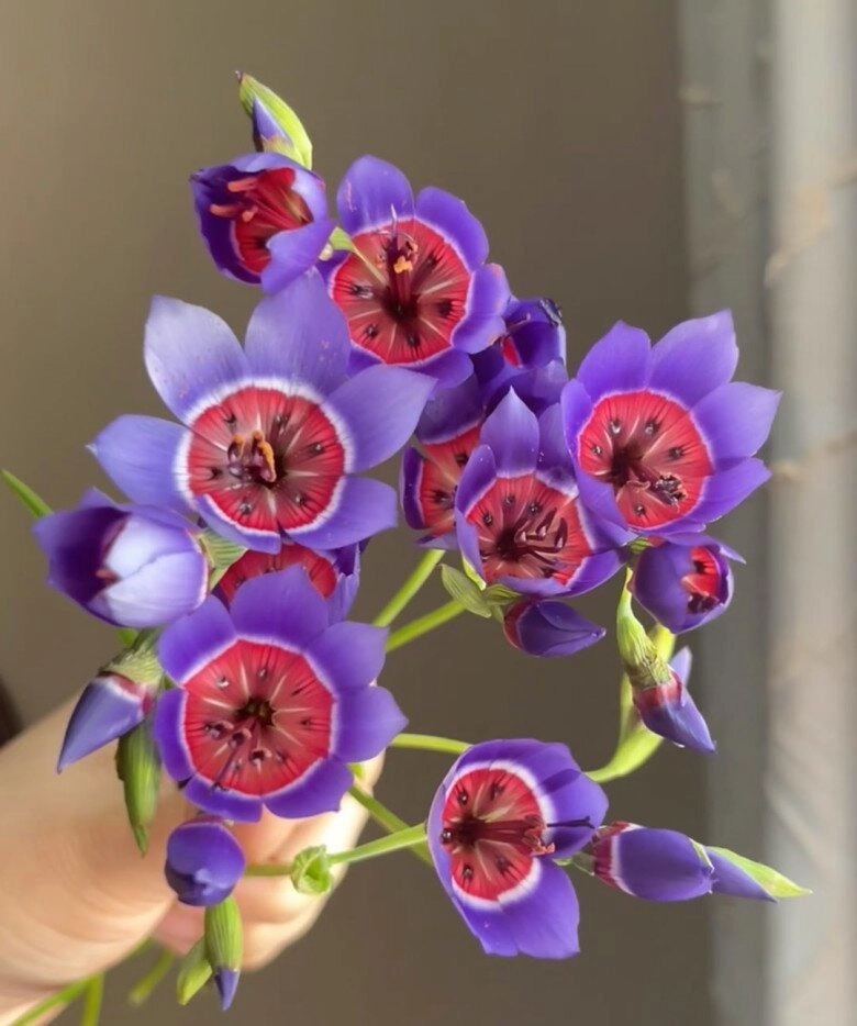Loài hoa này nghe tên đã say đẹp như được tạo ra bởi ai nở 20 ngày mới tàn chăm cực dễ - 4