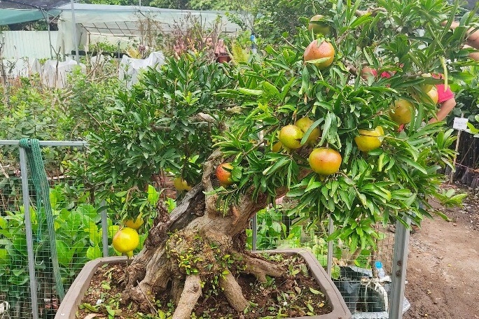 Loại lá mệnh danh là vua bổ gan quả ví như kim cương đỏ trồng làm bonsai rất đẹp nhà giàu thích mê vì hút lộc - 3