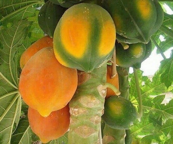 Loại quả vitamin c cao gấp đôi cam lá ví như nhân sâm người nghèo trồng một cây trước nhà không phú quý cũng viên mãn - 1