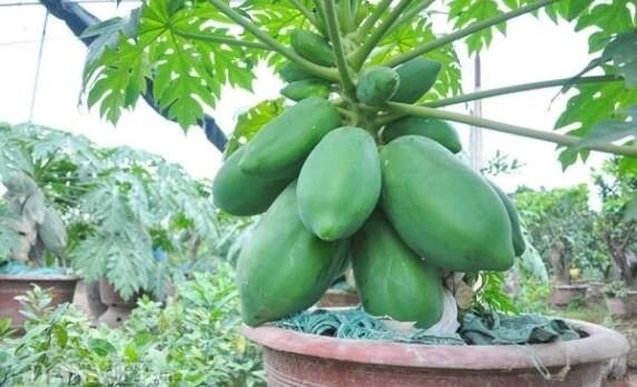 Loại quả vitamin c cao gấp đôi cam lá ví như nhân sâm người nghèo trồng một cây trước nhà không phú quý cũng viên mãn - 3