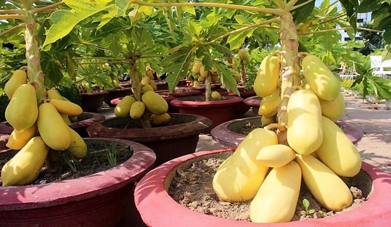 Loại quả vitamin c cao gấp đôi cam lá ví như nhân sâm người nghèo trồng một cây trước nhà không phú quý cũng viên mãn - 4