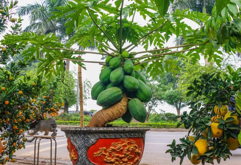 Loại quả vitamin c cao gấp đôi cam lá ví như nhân sâm người nghèo trồng một cây trước nhà không phú quý cũng viên mãn - 6
