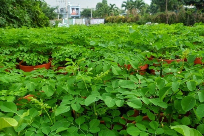Loại rau cắm cành vào đất 2 tháng cho thu hoạch trồng một lần ăn cả đời canxi gấp 4 lần sữa vitamin c gấp 7 lần cam - 2