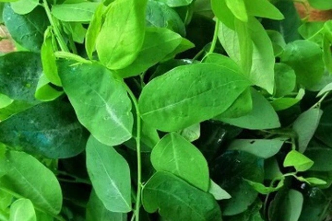 Loại rau trồng 1 lần ăn cả đời ngọt như hạt nêm trẻ ăn 1 bát rau này hấp thụ sắt gấp 7 lần ăn thịt bò - 3