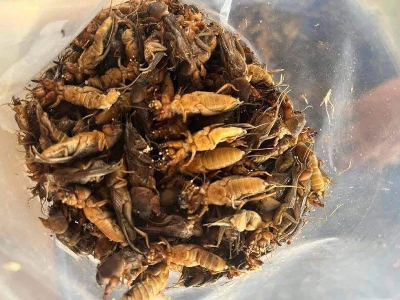 Loài vật ai cũng xua đuổi nay là đặc sản nức tiếng giá đến gần 1 triệu đồngkg vẫn nườm nượp khách lùng mua - 2