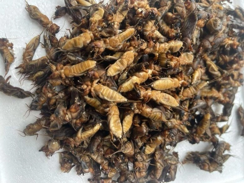 Loài vật ai cũng xua đuổi nay là đặc sản nức tiếng giá đến gần 1 triệu đồngkg vẫn nườm nượp khách lùng mua - 3
