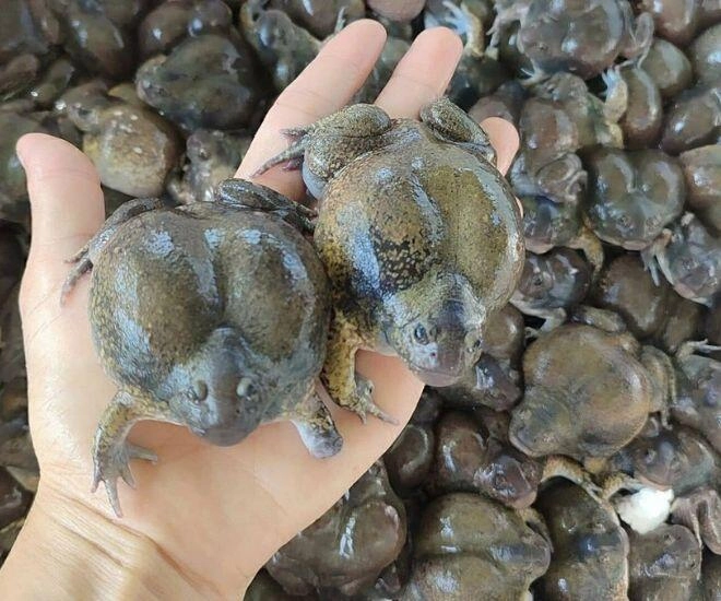 Loài vật tròn ủm trơn nhớt nhìn rợn người lại là đặc sản bình thuận dân thành thị lùng mua dù giá cao vẫn hết veo - 1