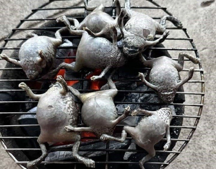 Loài vật tròn ủm trơn nhớt nhìn rợn người lại là đặc sản bình thuận dân thành thị lùng mua dù giá cao vẫn hết veo - 3