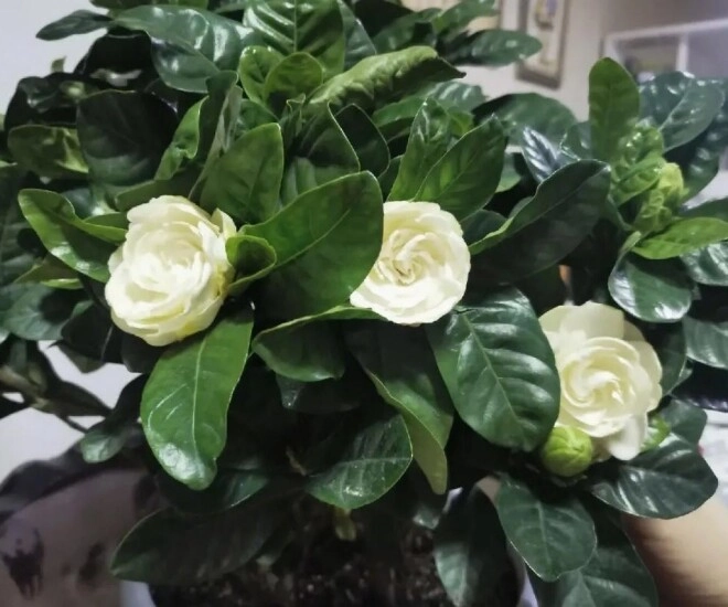 lộc trời được ví đắt hơn vàng nở đẹp hơn hoa nguyệt quế hương thơm hơn hoa nhài quả bán giá 300000 đồngkg - 1