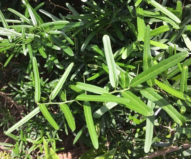 lộc trời là vua giải độc gan điều hòa nội tiết tố trồng một cây trong nhà sẽ thu vàng hút bạc lại khỏe mạnh - 1