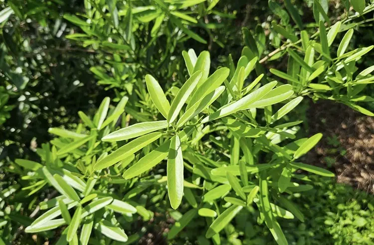 lộc trời là vua giải độc gan điều hòa nội tiết tố trồng một cây trong nhà sẽ thu vàng hút bạc lại khỏe mạnh - 2