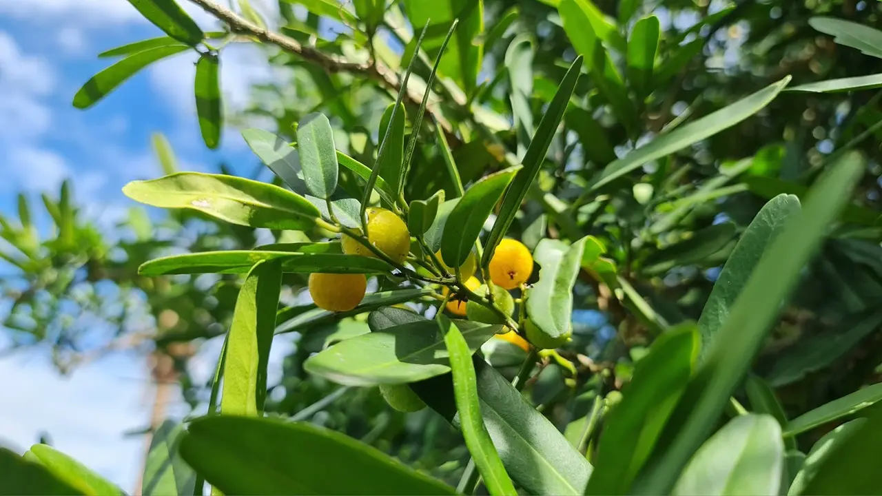 lộc trời là vua giải độc gan điều hòa nội tiết tố trồng một cây trong nhà sẽ thu vàng hút bạc lại khỏe mạnh - 3