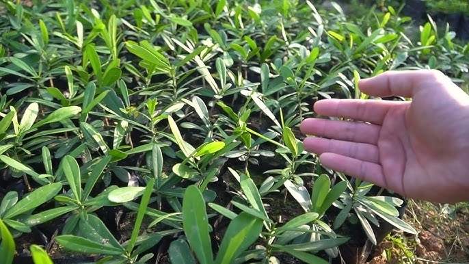 lộc trời là vua giải độc gan điều hòa nội tiết tố trồng một cây trong nhà sẽ thu vàng hút bạc lại khỏe mạnh - 5