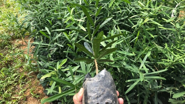 lộc trời là vua giải độc gan điều hòa nội tiết tố trồng một cây trong nhà sẽ thu vàng hút bạc lại khỏe mạnh - 7