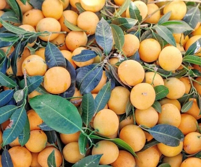 lộc trời nấu canh chua ngon hơn sấu giá 50000 đồngkg trồng một cây cả họ ăn không hết lại đưa lộc vào nhà - 1