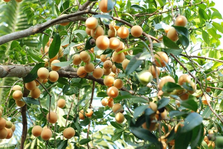 lộc trời nấu canh chua ngon hơn sấu giá 50000 đồngkg trồng một cây cả họ ăn không hết lại đưa lộc vào nhà - 2
