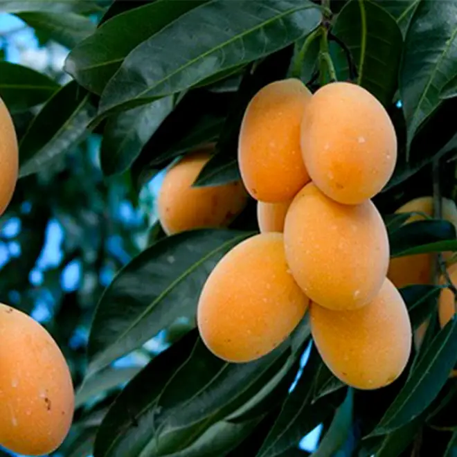 lộc trời nấu canh chua ngon hơn sấu giá 50000 đồngkg trồng một cây cả họ ăn không hết lại đưa lộc vào nhà - 4