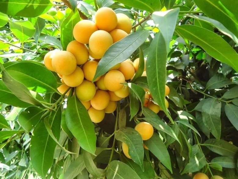 lộc trời nấu canh chua ngon hơn sấu giá 50000 đồngkg trồng một cây cả họ ăn không hết lại đưa lộc vào nhà - 5