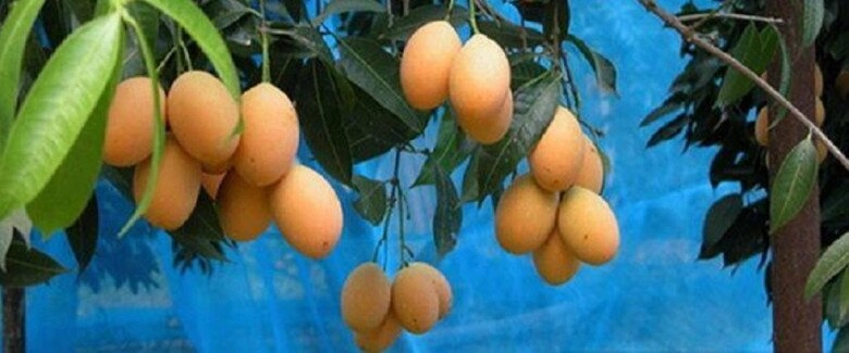 lộc trời nấu canh chua ngon hơn sấu giá 50000 đồngkg trồng một cây cả họ ăn không hết lại đưa lộc vào nhà - 6