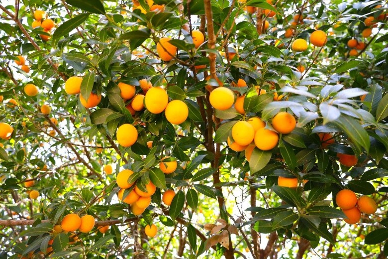 lộc trời nấu canh chua ngon hơn sấu giá 50000 đồngkg trồng một cây cả họ ăn không hết lại đưa lộc vào nhà - 7