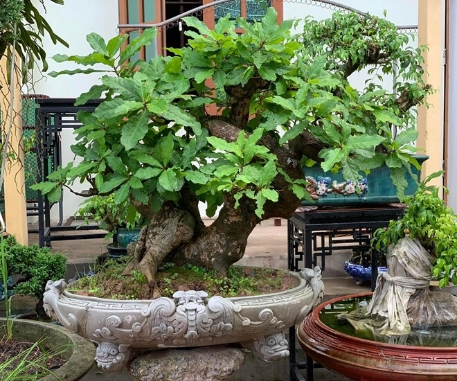 lộc trời nấu canh chua ngon khó cưỡng trồng một cây trong nhà vừa làm cảnh vừa xua tà khí hút may mắn vào nhà - 1