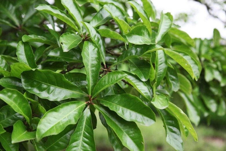 lộc trời nấu canh chua ngon khó cưỡng trồng một cây trong nhà vừa làm cảnh vừa xua tà khí hút may mắn vào nhà - 2