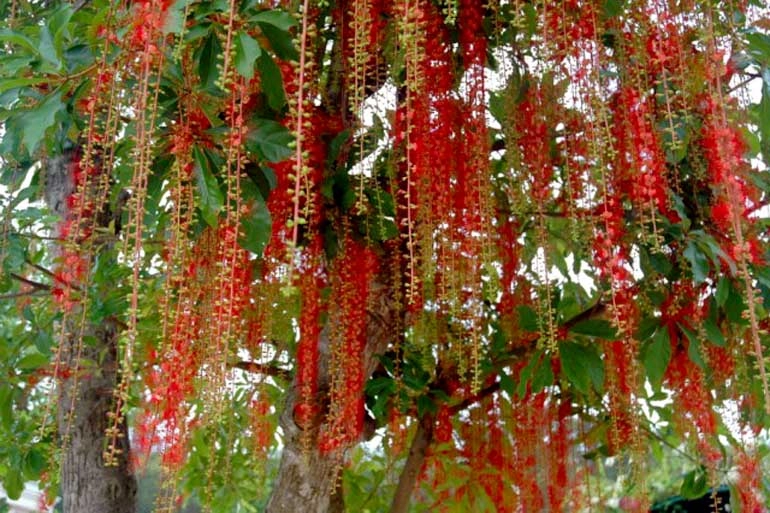 lộc trời nấu canh chua ngon khó cưỡng trồng một cây trong nhà vừa làm cảnh vừa xua tà khí hút may mắn vào nhà - 3