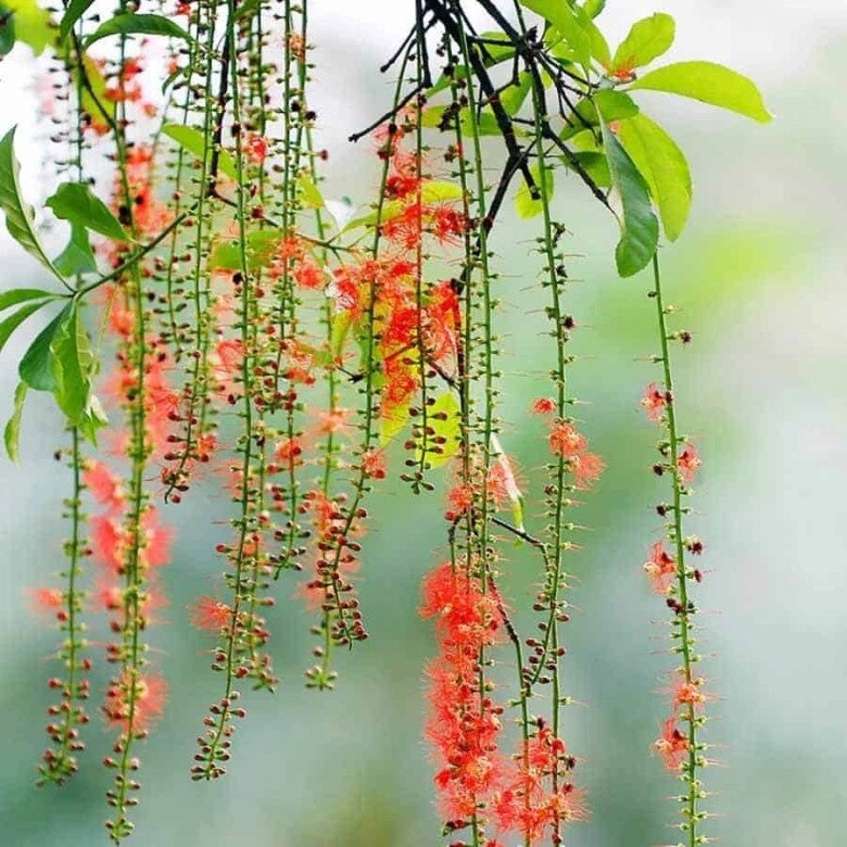 lộc trời nấu canh chua ngon khó cưỡng trồng một cây trong nhà vừa làm cảnh vừa xua tà khí hút may mắn vào nhà - 4