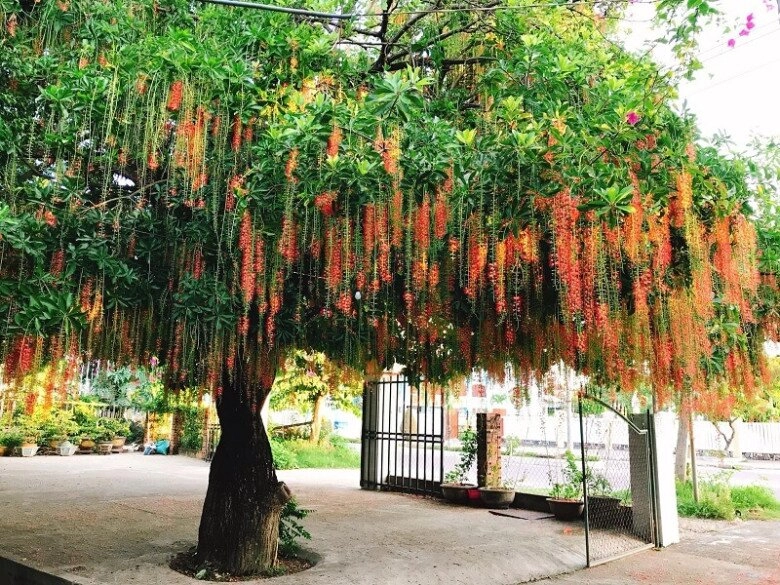 lộc trời nấu canh chua ngon khó cưỡng trồng một cây trong nhà vừa làm cảnh vừa xua tà khí hút may mắn vào nhà - 6