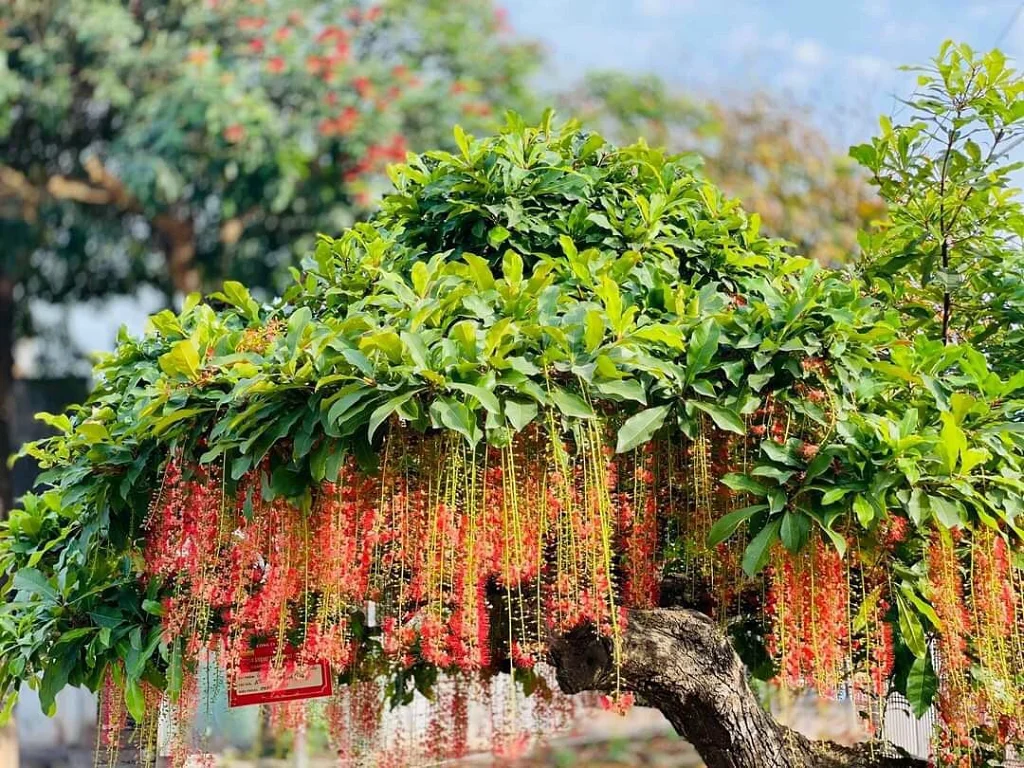 lộc trời nấu canh chua ngon khó cưỡng trồng một cây trong nhà vừa làm cảnh vừa xua tà khí hút may mắn vào nhà - 7
