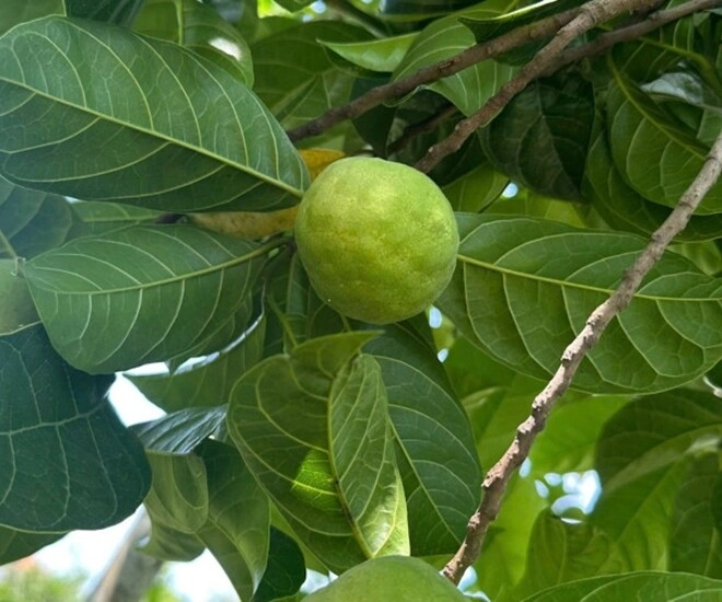 lộc trời nấu canh chua ngon tuyệt đỉnh giúp hút sạch mỡ máu trồng một cây trước nhà vừa lấy bóng mát vừa rước lộc - 1