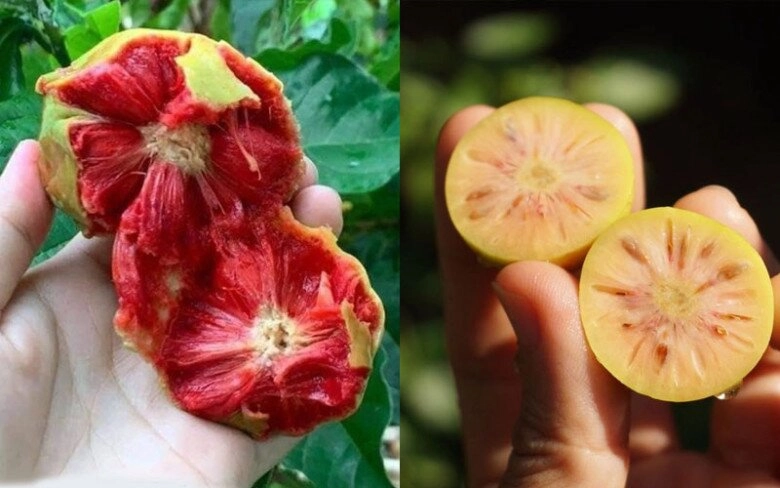 lộc trời nấu canh chua ngon tuyệt đỉnh giúp hút sạch mỡ máu trồng một cây trước nhà vừa lấy bóng mát vừa rước lộc - 2