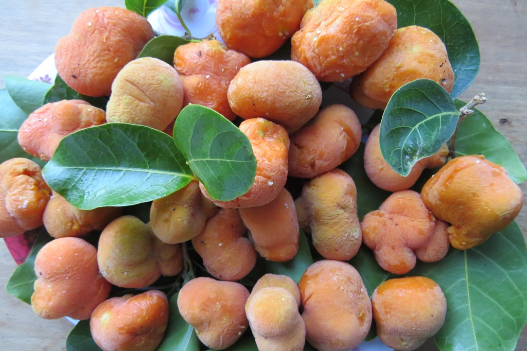 lộc trời nấu canh chua ngon tuyệt đỉnh giúp hút sạch mỡ máu trồng một cây trước nhà vừa lấy bóng mát vừa rước lộc - 3