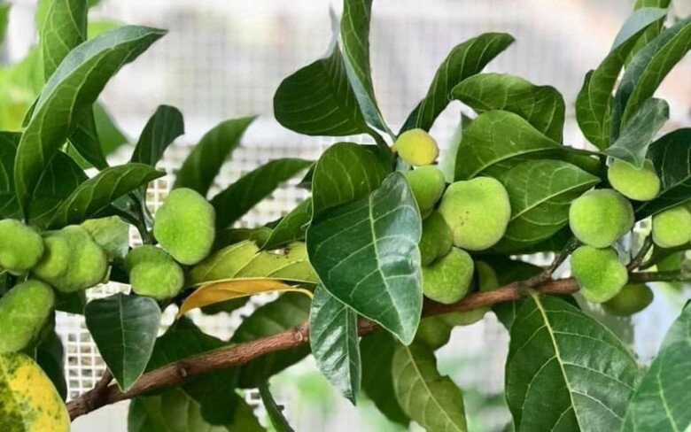 lộc trời nấu canh chua ngon tuyệt đỉnh giúp hút sạch mỡ máu trồng một cây trước nhà vừa lấy bóng mát vừa rước lộc - 5
