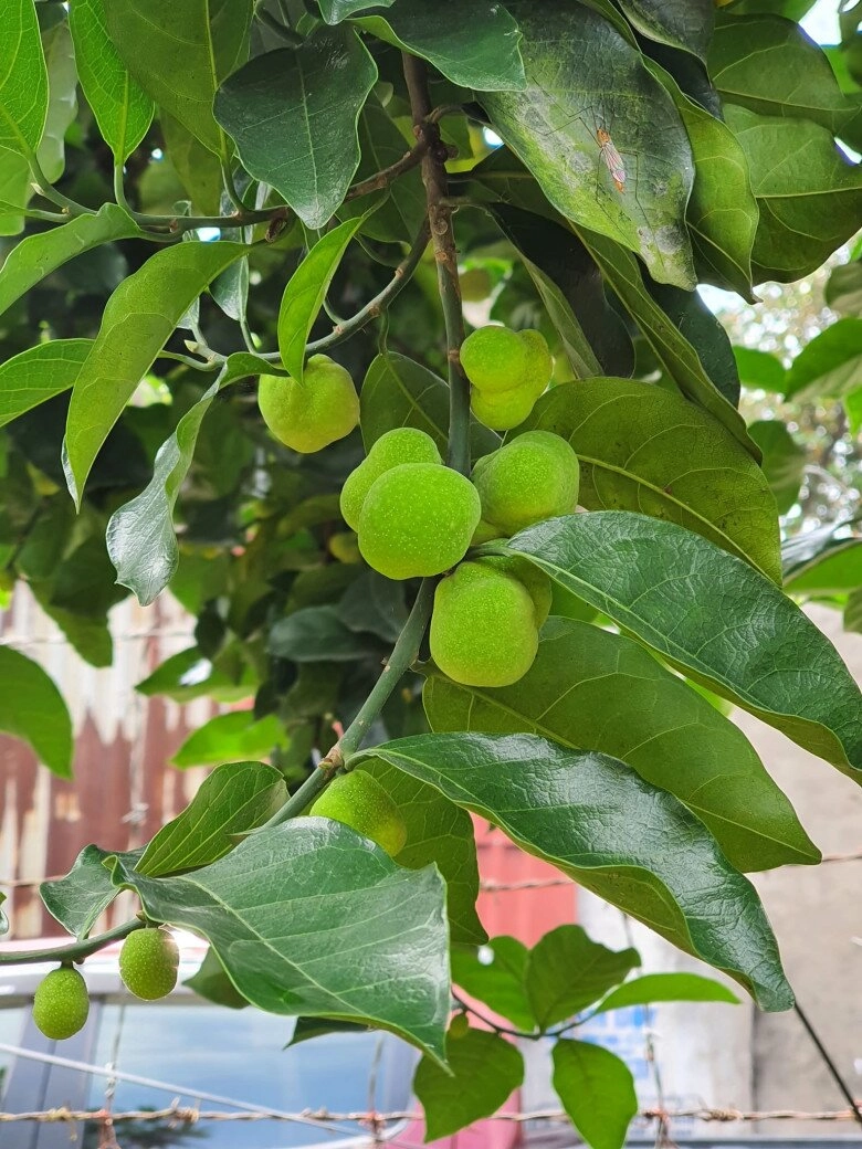 lộc trời nấu canh chua ngon tuyệt đỉnh giúp hút sạch mỡ máu trồng một cây trước nhà vừa lấy bóng mát vừa rước lộc - 7