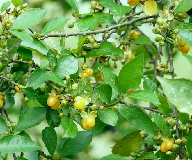 lộc trời xưa mọc hàng rào giờ có tiền chưa chắc mua được trồng cây làm cảnh trong nhà không phú cũng quý - 1
