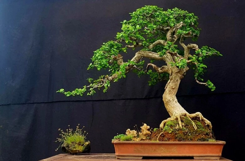 lộc trời xưa mọc hàng rào giờ có tiền chưa chắc mua được trồng cây làm cảnh trong nhà không phú cũng quý - 4