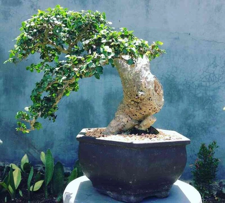 lộc trời xưa mọc hàng rào giờ có tiền chưa chắc mua được trồng cây làm cảnh trong nhà không phú cũng quý - 6