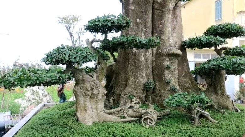 lộc trời xưa mọc hàng rào giờ có tiền chưa chắc mua được trồng cây làm cảnh trong nhà không phú cũng quý - 7