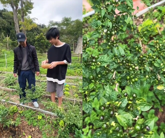 Lý hải dạy con trai 14 tuổi nhổ cỏ hái rau tại vườn ớt đắt nhất thế giới - 1