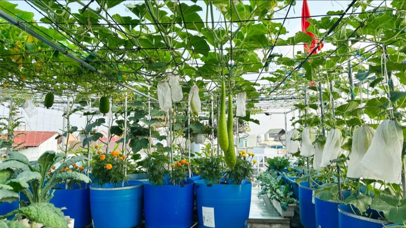 Mẹ 3 con biên hòa trồng 2 vườn rau xanh mướt trên ban công và sân thượng rau trái trĩu giàn quanh năm - 4